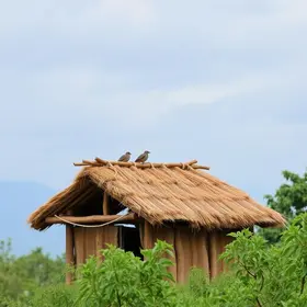 Pavoa permanece em telhado há mais de dez dias em Araruama pavoa