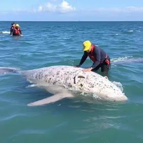 Baleia resgatada após encalhes em Cabo Frio apresenta melhora e segue em reabilitação